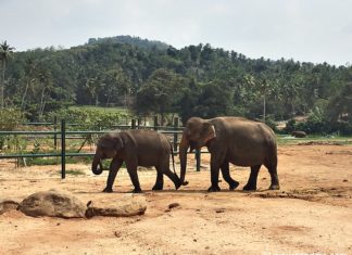 Pinnawala Elephant Orphanage