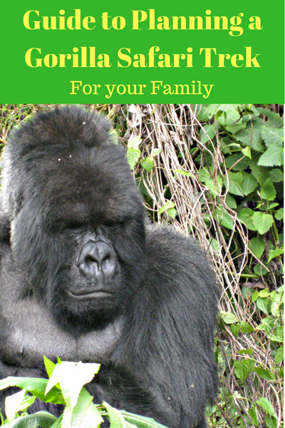 Guide to Planning a Gorilla Safari Trek