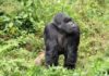 Planning a Gorilla Safari Trek