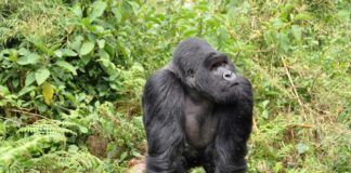 Planning a Gorilla Safari Trek