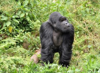 Planning a Gorilla Safari Trek