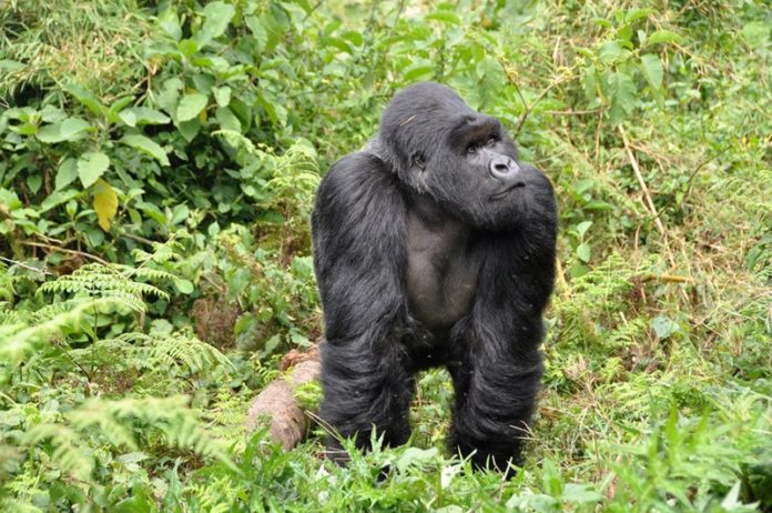 Planning a Gorilla Safari Trek