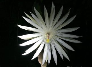 Kadupul flower