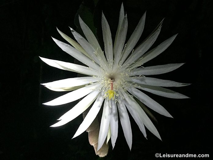 Kadupul flower