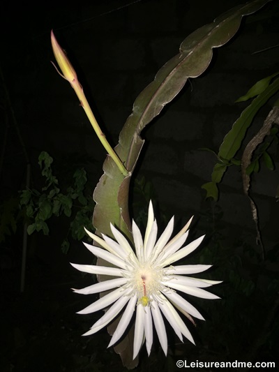Kadupul flower 