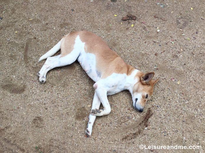 Sri Lanka: Dogs, Cats and a Holiday