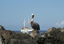 Reasons to Visit the Galapagos Islands