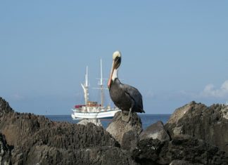 Reasons to Visit the Galapagos Islands