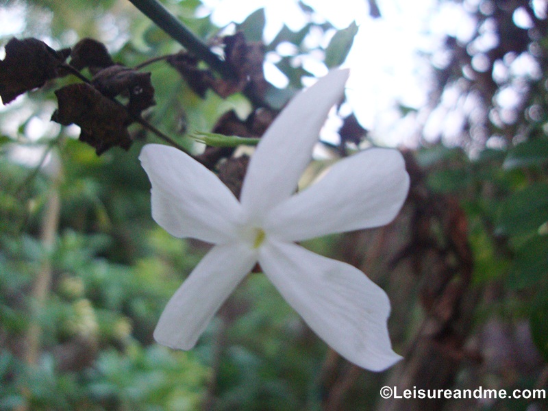 White Flowers from Sri Lanka