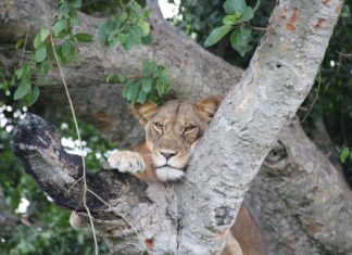 family safari in Uganda