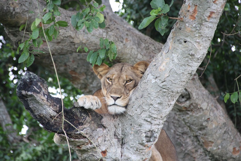 family safari in Uganda