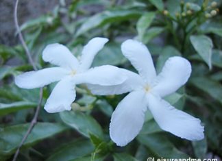 Sri Lanka Flowers