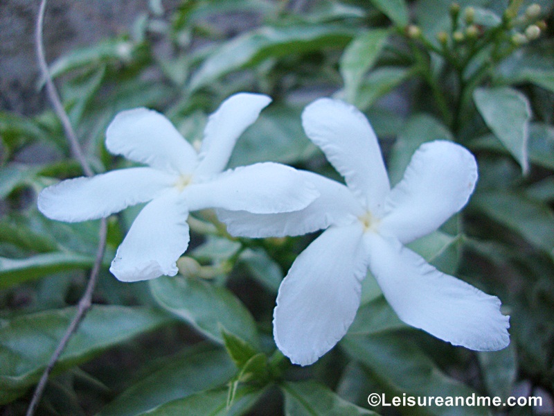 Beautiful White Flowers From Sri Lanka