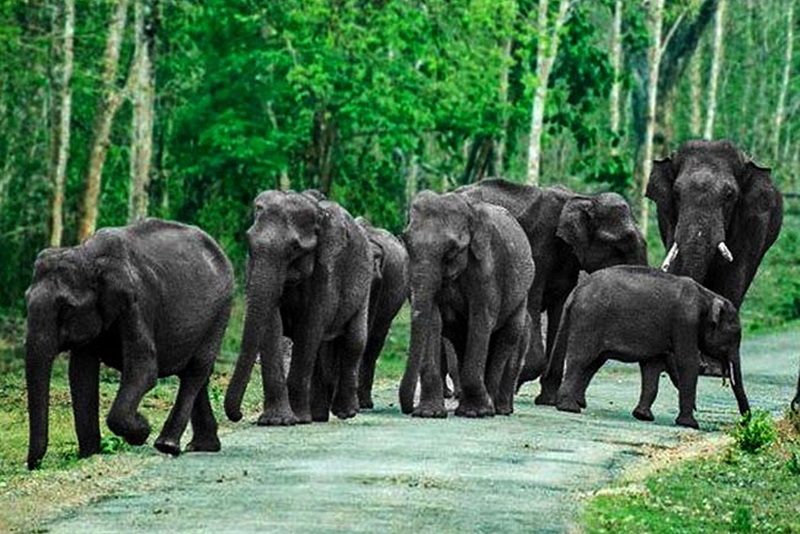 Top 5 National Parks of Karnataka