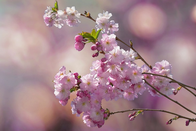 Cherry Blossom Season in Japan