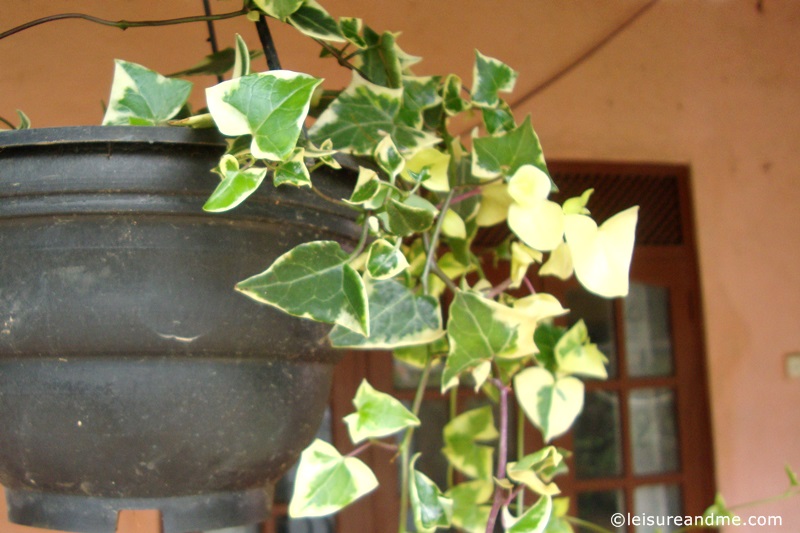 Gardening Efforts During Holiday in Sri Lanka