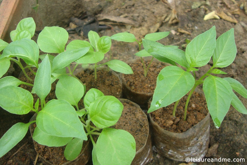 Gardening Efforts During Holiday in Sri Lanka