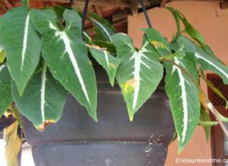 Gardening Efforts During Holiday in Sri Lanka