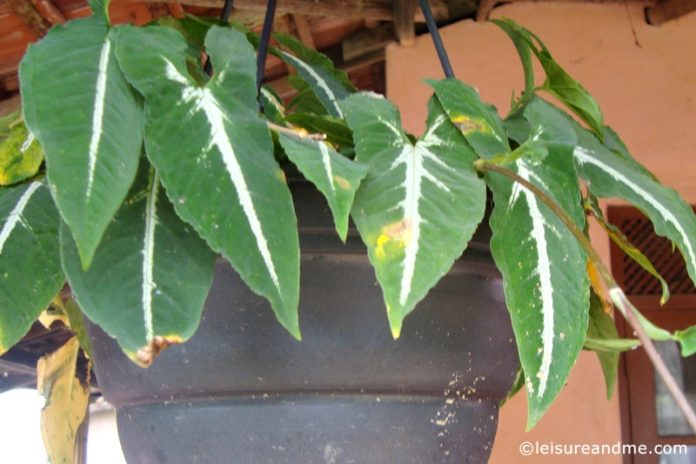 Gardening Efforts During Holiday in Sri Lanka