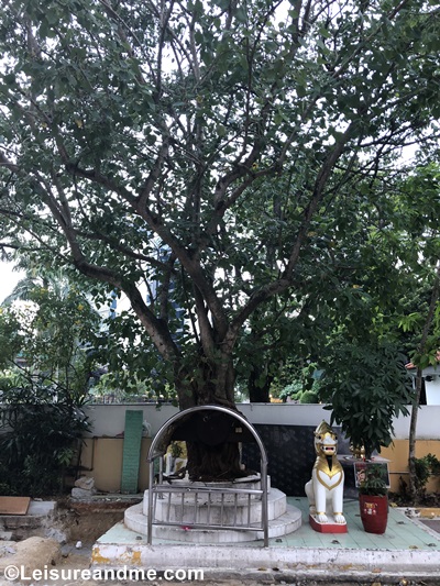 Burmese Buddhist Temple bodhi tree Singapore