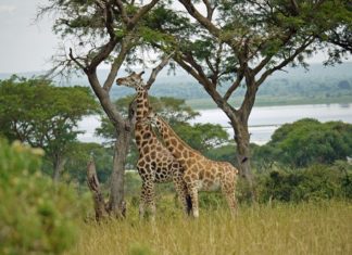 family safari in Uganda