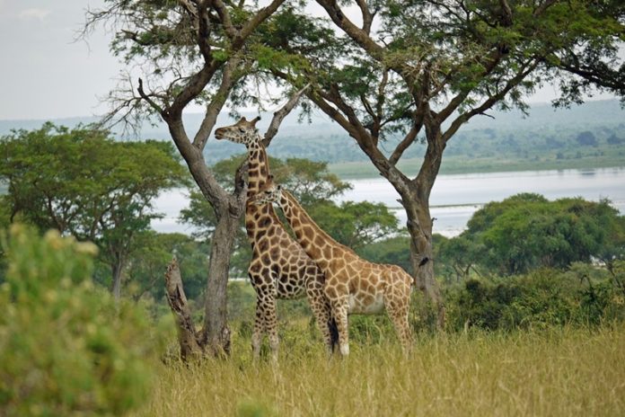 family safari in Uganda