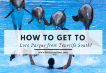 How to get to Loro Parque from Tenerife South