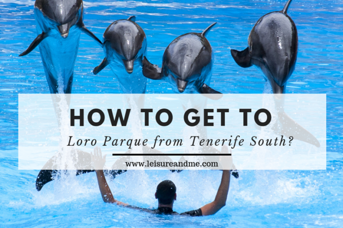 How to get to Loro Parque from Tenerife South