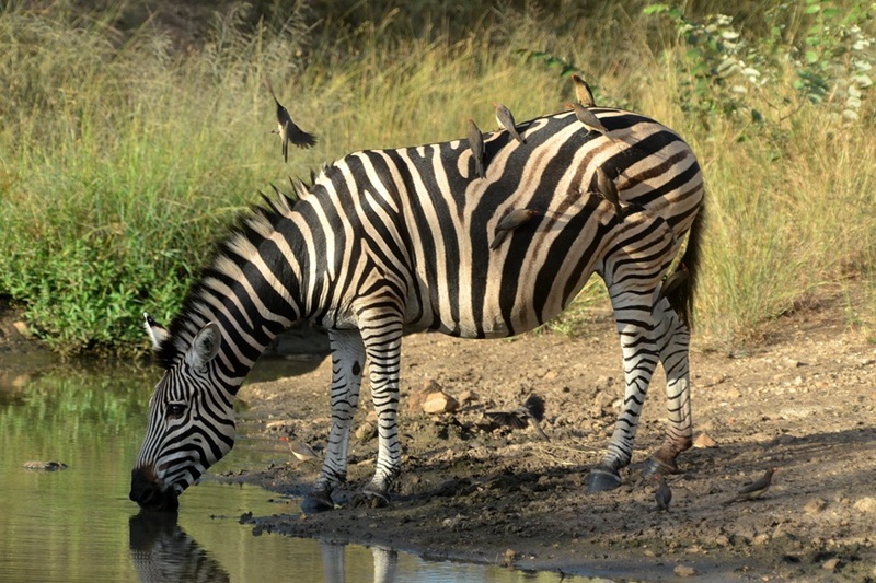 Reasons to visit the Kruger National Park