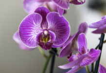 Orchids Flower Delivery
