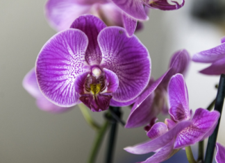 Orchids Flower Delivery