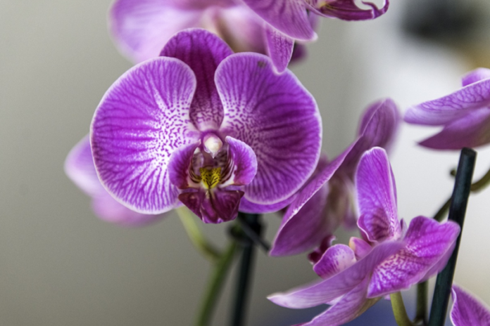 Orchids Flower Delivery