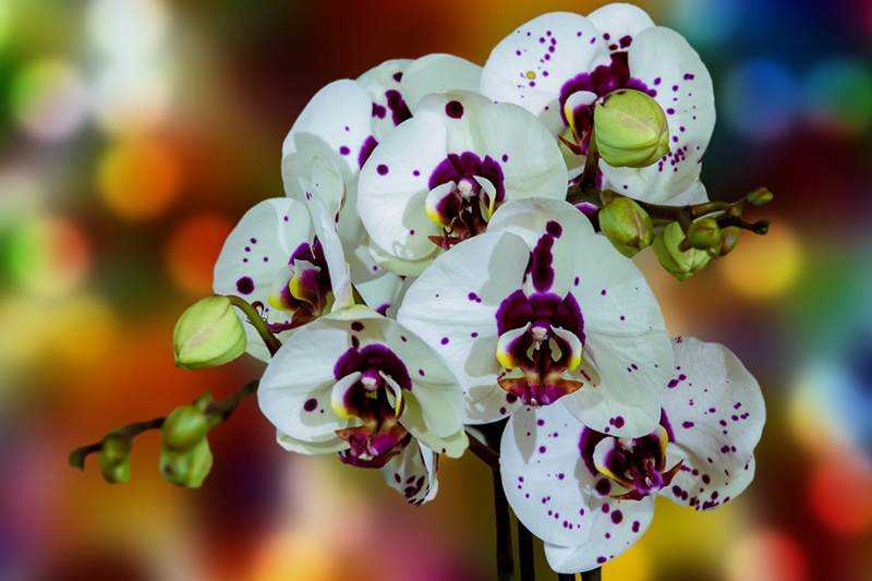 Orchids Flower Delivery