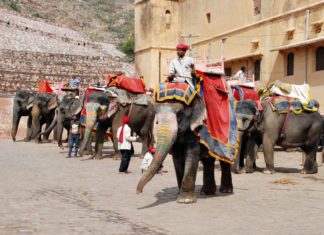 Why Elephant Rides Should Stop