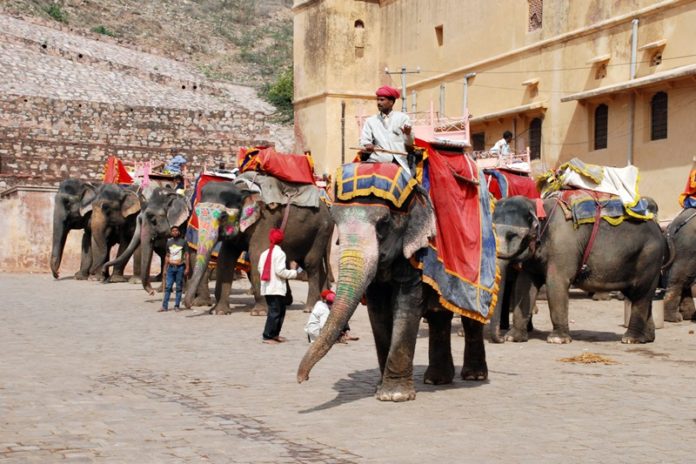 Why Elephant Rides Should Stop