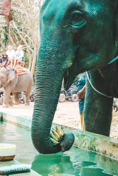 Why Elephant Rides Should Stop