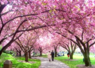 Cherry Blossom Season in Japan