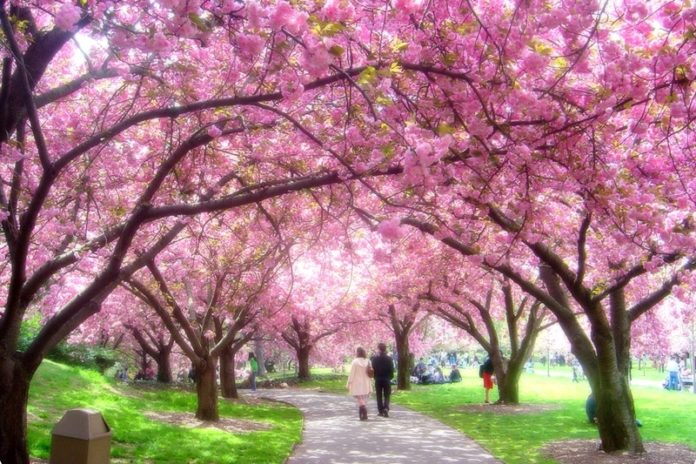 Cherry Blossom Season in Japan