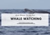 Best Places To Go For Whale Watching