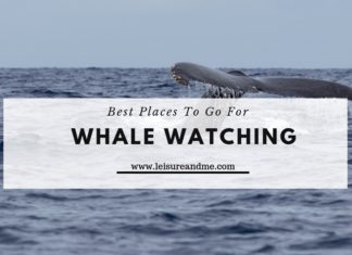 Best Places To Go For Whale Watching