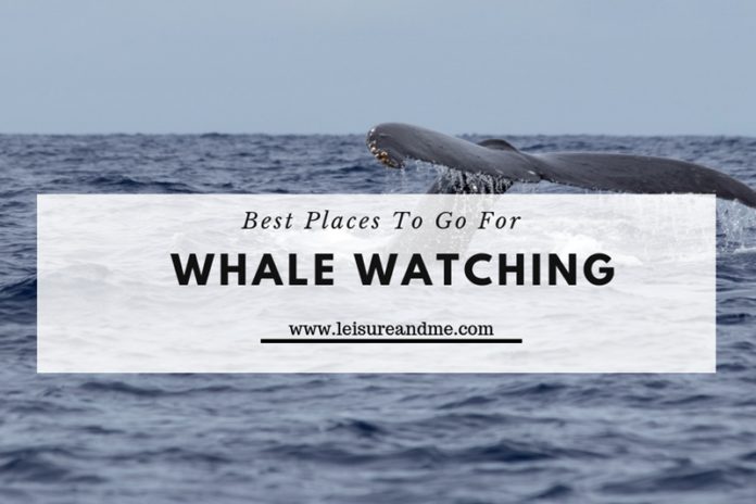 Best Places To Go For Whale Watching