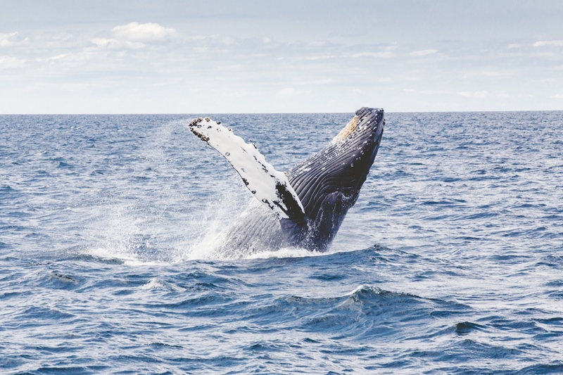 Best Places To Go For Whale Watching 