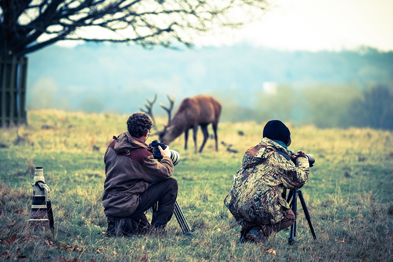 Advantages of Wildlife Photography Tours