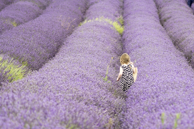 lavender pond farm connecticut