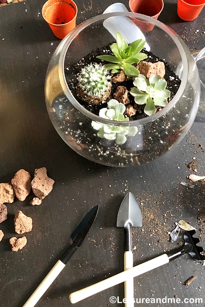 making a DIY terrarium