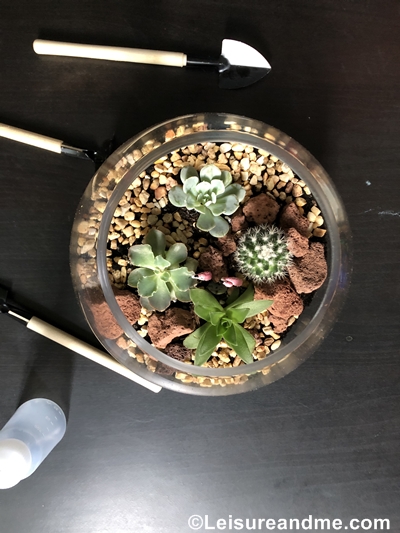 DIY terrarium review