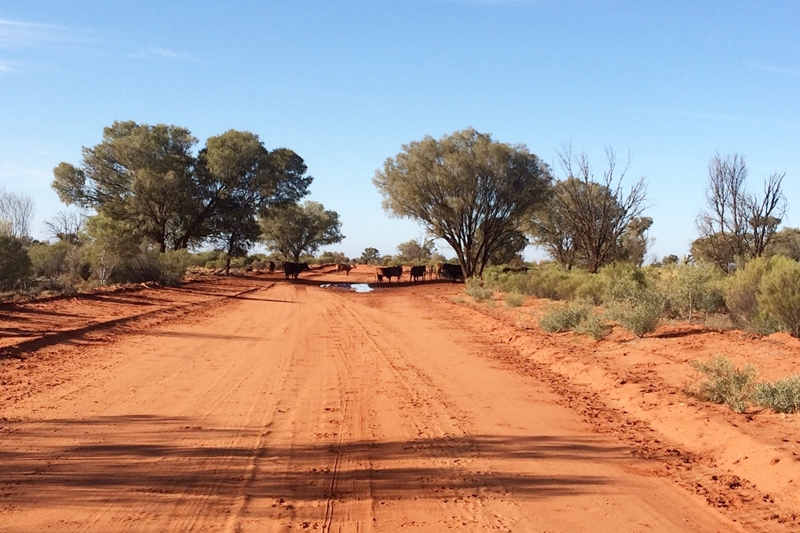 Uluru travel tips