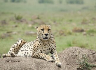 Kenya Safari Holiday Destination