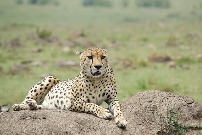 Kenya Safari Holiday Destination
