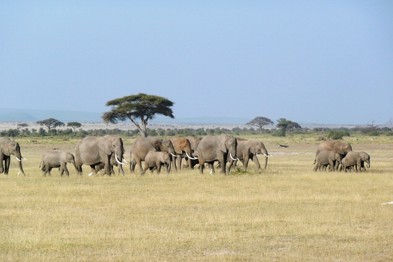 Kenya Safari Holiday Destination